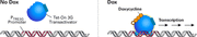 HeLa Tet-On® 3G Cell Line 631183 - Gene function - Takara Bio