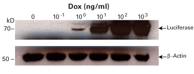 Tet-On® 3G Bidirectional Inducible Expression System (with mCherry) 631338 - Gene function - Takara Bio