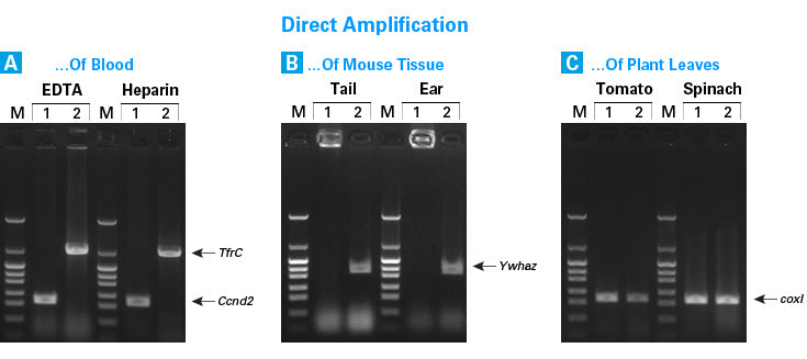 Terra™ Direct PCR Red Dye Premix 639286 - PCR - Takara Bio