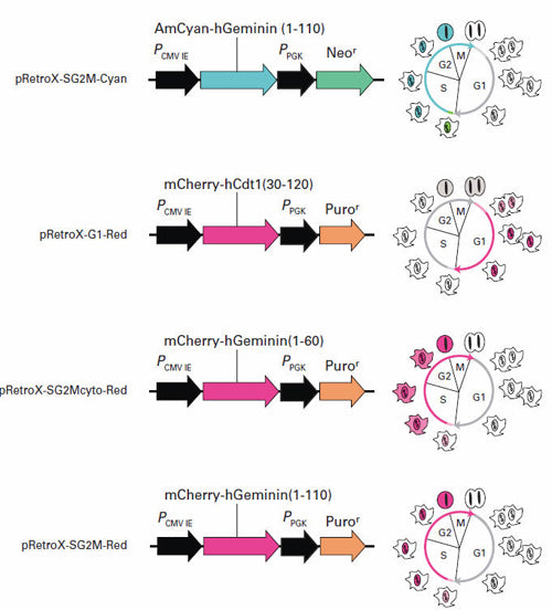 pTRE-CellCycle Vector 631466 - Gene function - Takara Bio