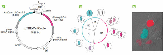 pTRE-CellCycle Vector 631466 - Gene function - Takara Bio