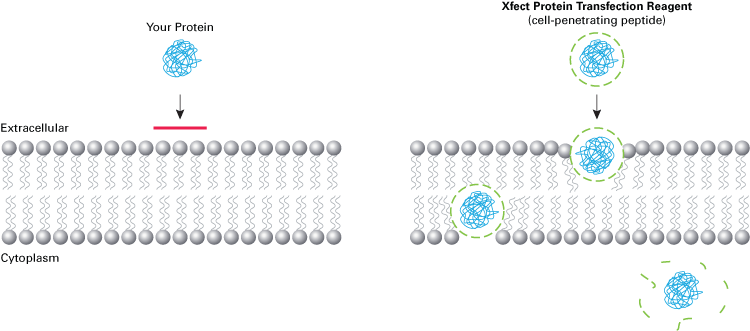 Xfect™ Protein Transfection Reagent 631324 - Gene function - Takara Bio