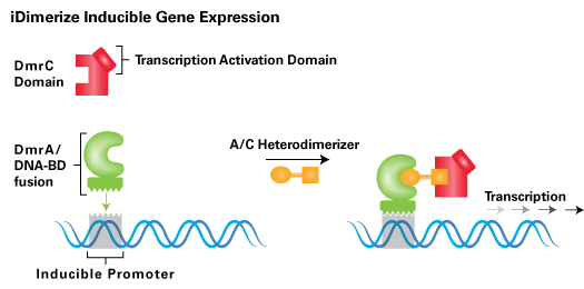 iDimerize™ Regulated Transcription System 635081 - Gene function - Takara Bio