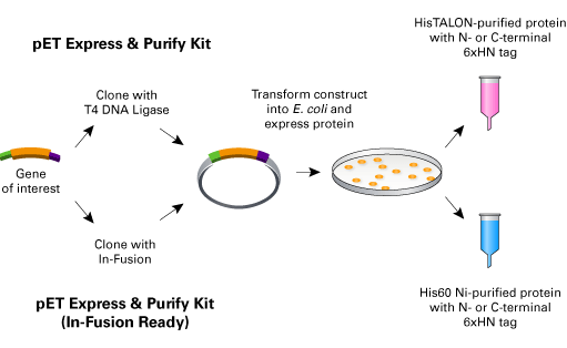 pET Express & Purify Kit—HisTALON™ 631430 - Protein research - Takara Bio