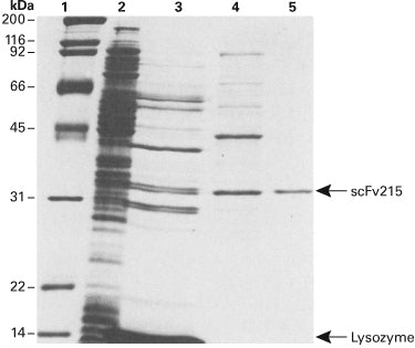 Thiophilic-Superflow Resin 635617 - Protein research - Takara Bio