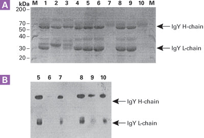 Thiophilic-Superflow Resin 635617 - Protein research - Takara Bio