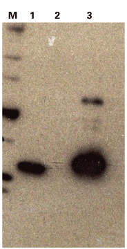 Living Colors® mCherry Monoclonal Antibody 632543 - Antibodies and ELISA - Takara Bio