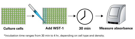 Premix WST-1 Cell Proliferation Assay System MK400 - Gene function - Takara Bio
