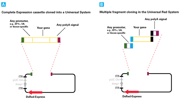 Adeno-X™ Adenoviral System 3 (CMV) 632269 - Gene function - Takara Bio