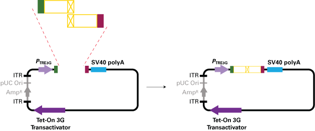 Adeno-X™ Adenoviral System 3 (CMV) 632269 - Gene function - Takara Bio