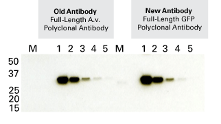 Living Colors® Full-Length GFP Polyclonal Antibody 632592 - Antibodies and ELISA - Takara Bio