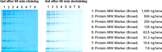 TaKaRa® CBB Protein Safe Stain T9320A - Protein research - Takara Bio