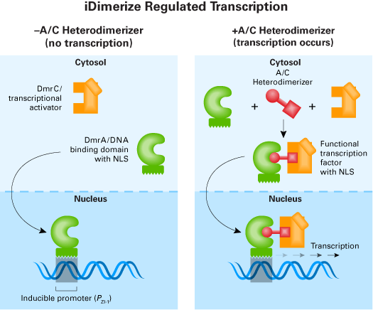 iDimerize™ Regulated Transcription System 635081 - Gene function - Takara Bio