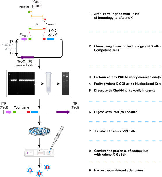 Adeno-X™ 293 Cell Line 632271 - Gene function - Takara Bio