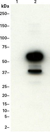 DmrC Polyclonal Antibody 635091 - Gene function - Takara Bio