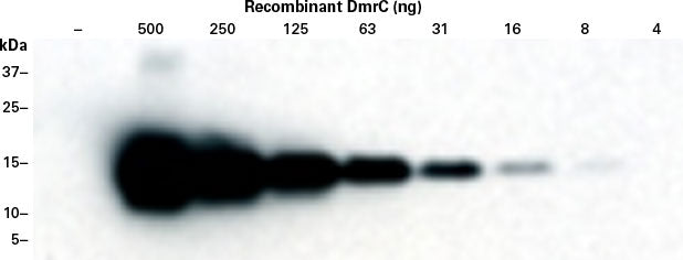 DmrC Polyclonal Antibody 635091 - Gene function - Takara Bio