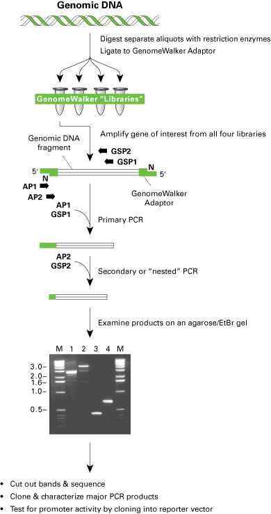 Universal GenomeWalker™ 2.0 636405 - mRNA and cDNA synthesis - Takara Bio
