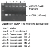 Exonuclease I 2650B - Cloning - Takara Bio