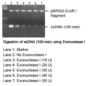 Exonuclease I 2650B - Cloning - Takara Bio