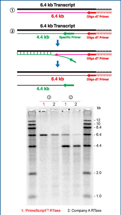 PrimeScript™ Reverse Transcriptase 2680B - mRNA and cDNA synthesis - Takara Bio
