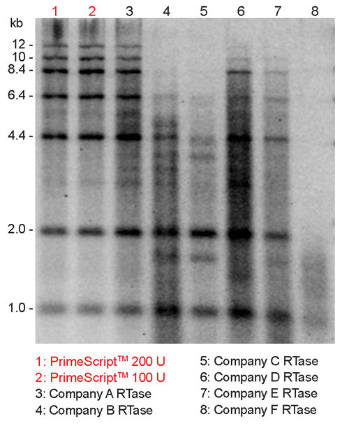PrimeScript™ Reverse Transcriptase 2680B - mRNA and cDNA synthesis - Takara Bio