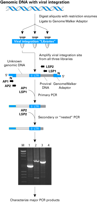 Lenti-X™ Integration Site Analysis Kit 631263 - Gene function - Takara Bio
