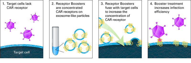 CAR Receptor Booster 631470 - Gene function - Takara Bio