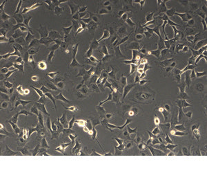 Adeno-X™ 293 Cell Line 632271 - Gene function - Takara Bio
