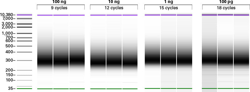 SeqAmp™ CB PCR Buffer 638526 - Next-generation sequencing - Takara Bio