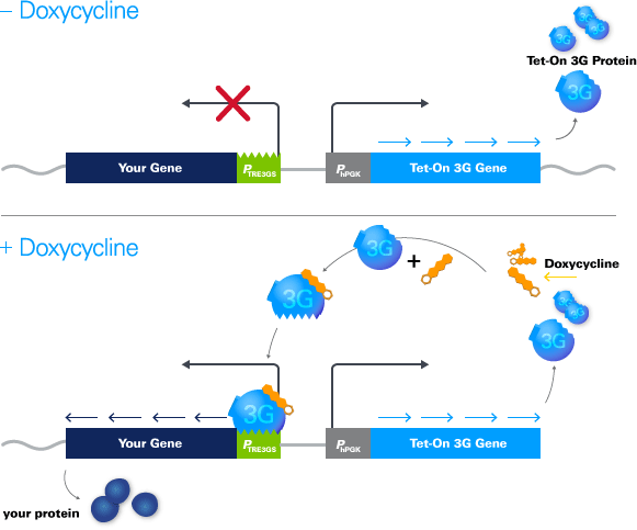 Tet-One™ Inducible Expression System 634301 - Gene function - Takara Bio