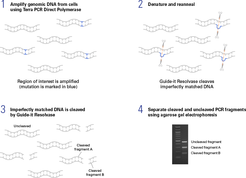 Guide-it™ Mutation Detection Kit 631443 - Gene Function - Takara Bio