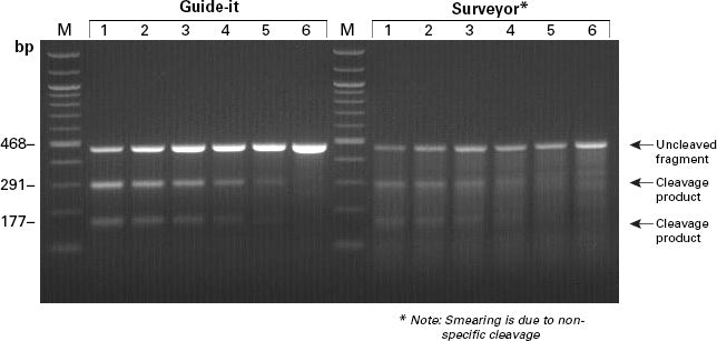 Guide-it™ Mutation Detection Kit 631448 - Gene function - Takara Bio