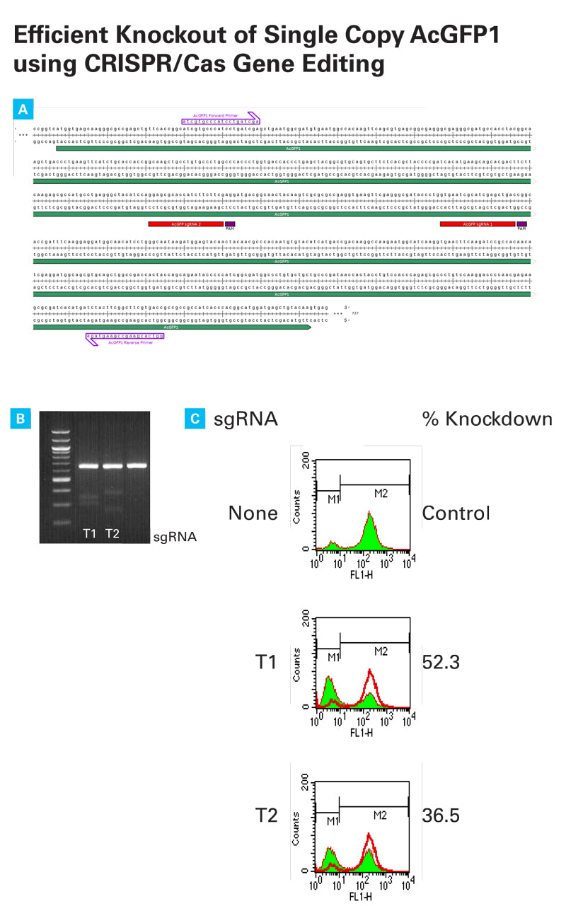 Guide-it™ Mutation Detection Kit 631448 - Gene function - Takara Bio