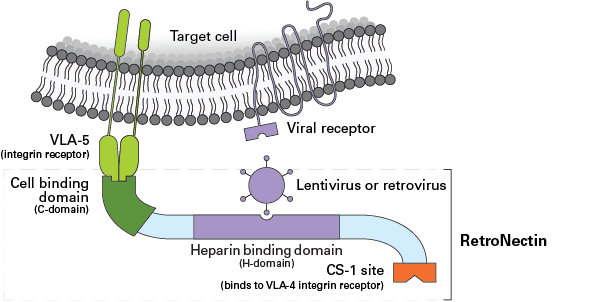 RetroNectin® Pro (Recombinant Human Fibronectin Fragment) T101B - Gene function - Takara Bio