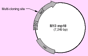 M13 mp18 RF DNA 3118 - Cloning - Takara Bio