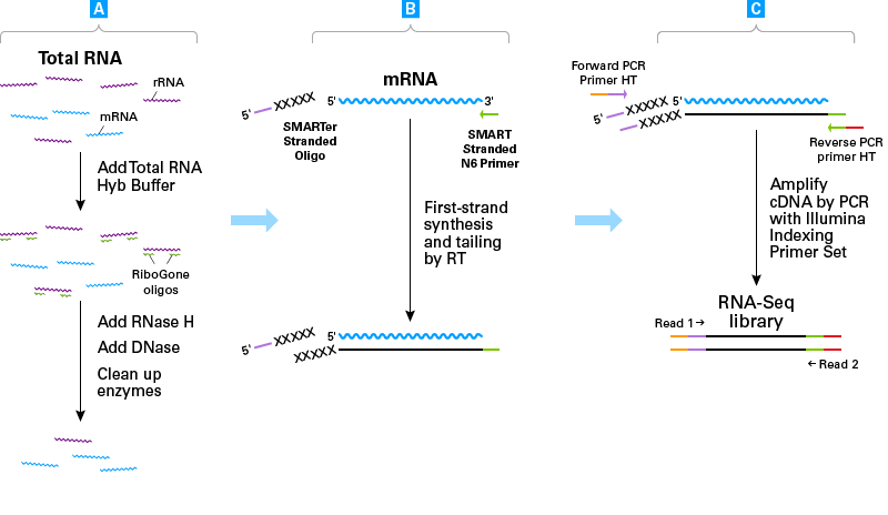 SMART-Seq® Total RNA High Input (RiboGone™ Mammalian) 635047 - Next-generation sequencing - Takara Bio
