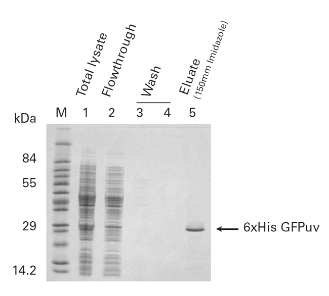 HisTALON™ Superflow Cartridges 635682 - Protein research - Takara Bio
