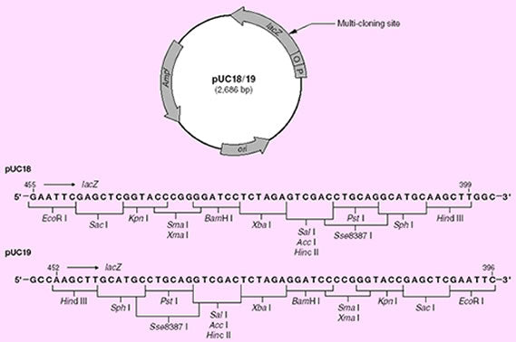 pUC 18 DNA 3218 - Cloning - Takara Bio