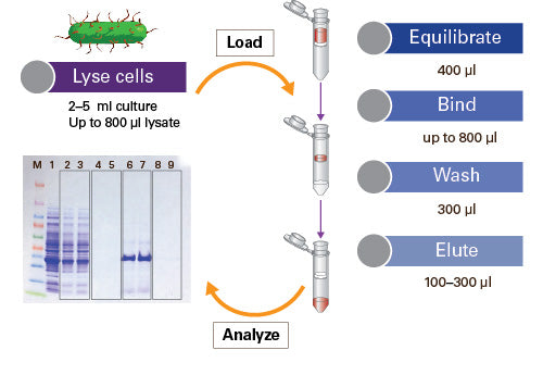 Capturem™ His-Tagged Purification 24-Well Plate 635730 - Protein research - Takara Bio