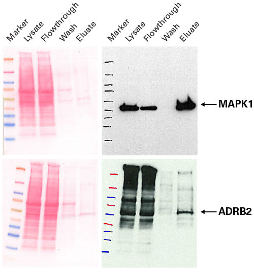 Capturem™ His-Tagged Purification 24-Well Plate 635730 - Protein research - Takara Bio