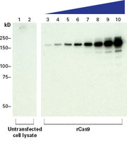 Guide-it™ Cas9 Monoclonal Antibody (Clone TG8C1) 632628 - Gene function - Takara Bio