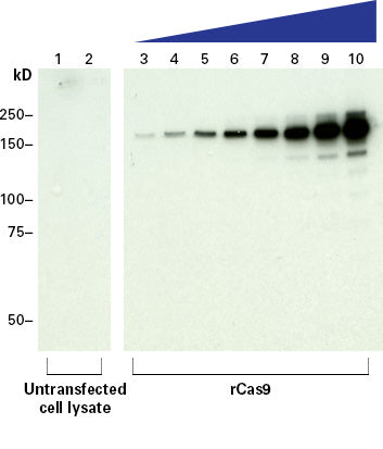 Guide-it™ Cas9 Monoclonal Antibody (Clone TG8C1) 632628 - Gene function - Takara Bio