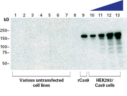 Guide-it™ Cas9 Monoclonal Antibody (Clone TG8C1) 632628 - Gene function - Takara Bio