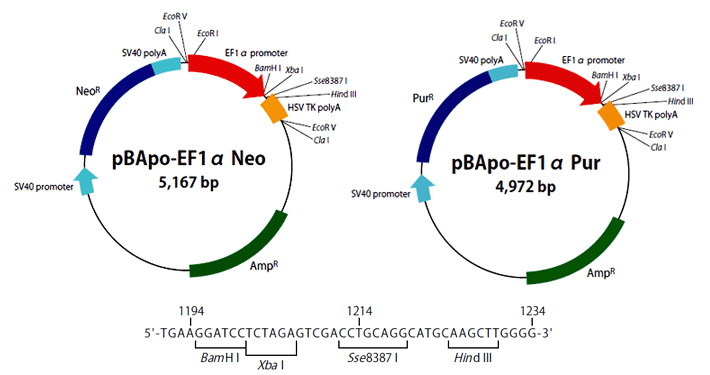 pIRESbleo3 Vector 631622 - Gene function - Takara Bio