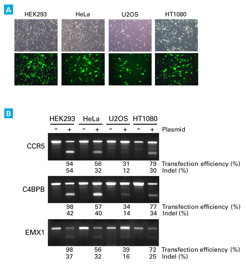 Guide-it™ CRISPR/Cas9 System (Green) 632601 - Gene function - Takara Bio