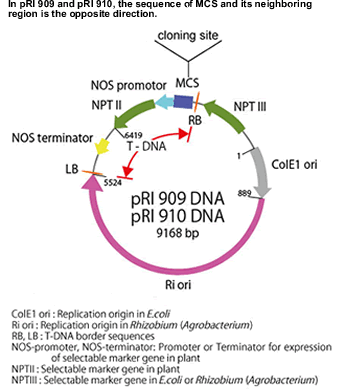 pRI 910 DNA 3261 - Cloning - Takara Bio