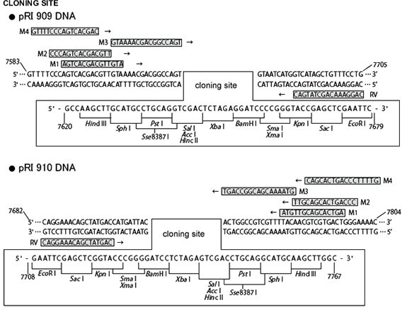 pRI 910 DNA 3261 - Cloning - Takara Bio