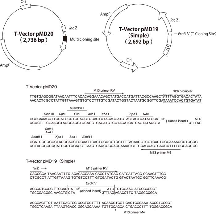 T-Vector pMD™19 (Simple) 3271 - Cloning - Takara Bio