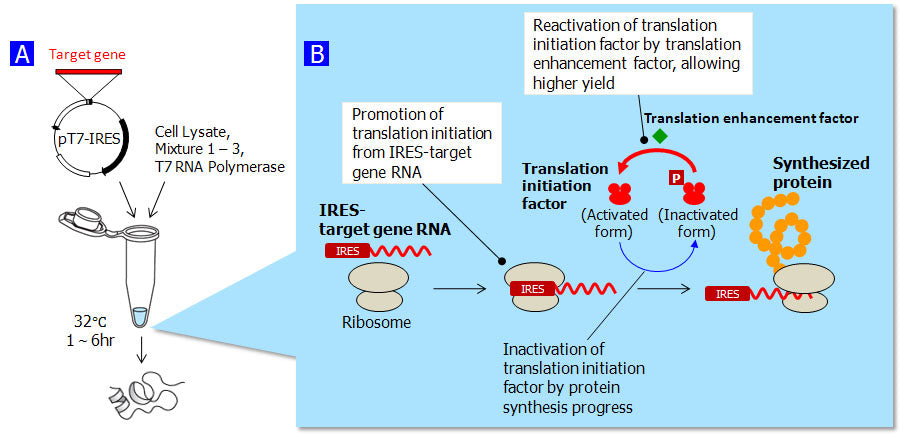 Human Cell-Free Protein Expression System 3281 - Protein Research - Takara Bio