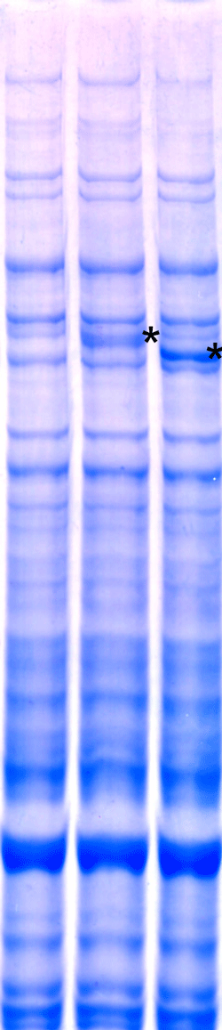 pT7-IRES Myc-N DNA 3292 - Protein research - Takara Bio